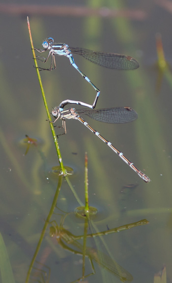 Austrolestes leda